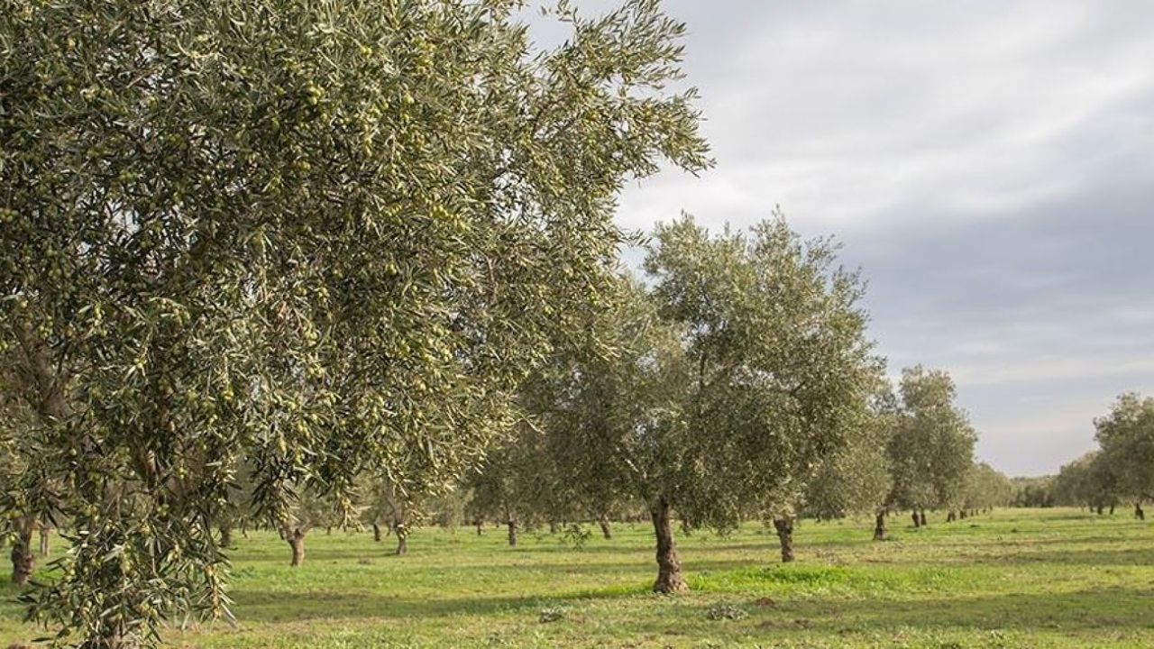 La cubierta vegetal en el olivar